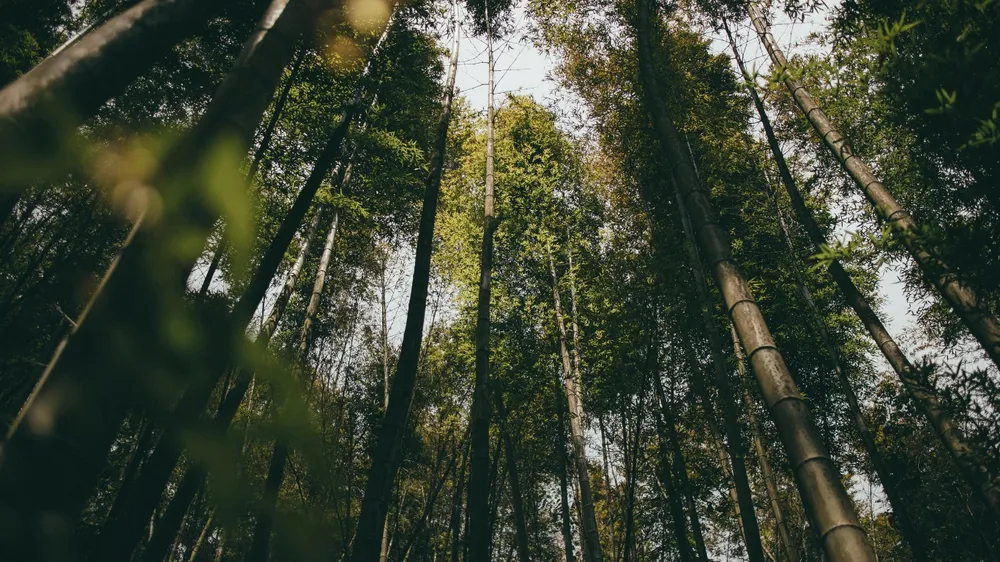 Sustainable bamboo forest representing natural, eco-friendly materials used in Slash END activewear